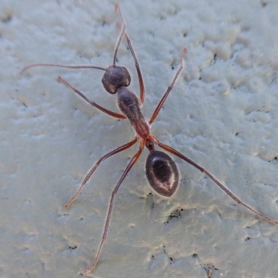 Camponotus intrepidus (Flumed Sugar Ant) at Paddys River, ACT - 7 Apr 2019 by Christine