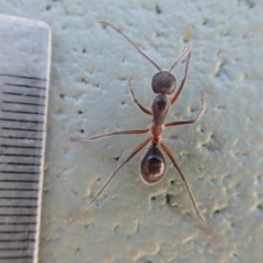 Camponotus intrepidus at Paddys River, ACT - 7 Apr 2019