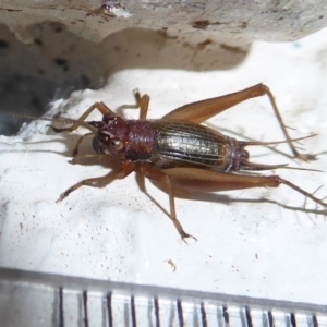 Trigonidium sp. novum (undescribed) at Tharwa, ACT - 7 Apr 2019