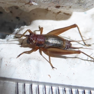 Trigonidium sp. novum (undescribed) (A Sword-tail Cricket) at Gibraltar Pines - 7 Apr 2019 by Christine