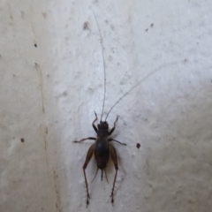 Trigonidium sp. novum (undescribed) at Tharwa, ACT - 7 Apr 2019