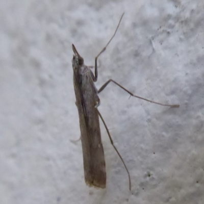 Hednota pedionoma (Pasture Webworm) at Paddys River, ACT - 7 Apr 2019 by Christine