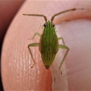 Miridae (family) at Acton, ACT - 8 Apr 2019