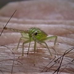 Miridae (family) at Acton, ACT - 8 Apr 2019