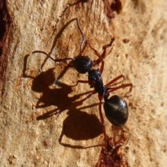 Dolichoderus doriae (Dolly ant) at Paddys River, ACT - 7 Apr 2019 by Christine