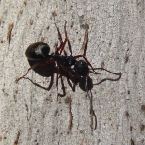 Dolichoderus doriae at Paddys River, ACT - 7 Apr 2019