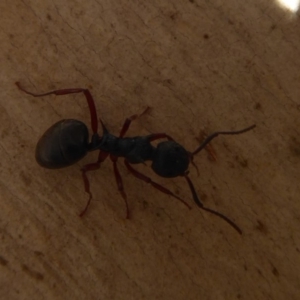 Dolichoderus doriae at Paddys River, ACT - 7 Apr 2019