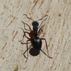 Dolichoderus doriae at Paddys River, ACT - 7 Apr 2019