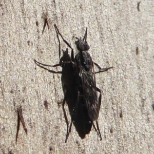 Therevidae (family) at Paddys River, ACT - 7 Apr 2019 02:56 PM