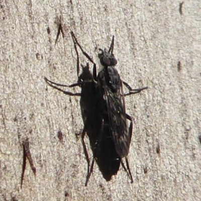 Therevidae (family) (Unidentified stiletto fly) at Paddys River, ACT - 7 Apr 2019 by Christine