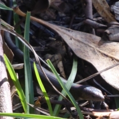 Pseudemoia entrecasteauxii (Woodland Tussock-skink) at Paddys River, ACT - 7 Apr 2019 by Christine