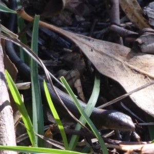 Pseudemoia entrecasteauxii at Paddys River, ACT - 7 Apr 2019