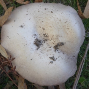 Agaricus sp. at Paddys River, ACT - 7 Apr 2019