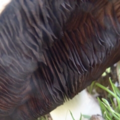 Agaricus sp. at Paddys River, ACT - 7 Apr 2019