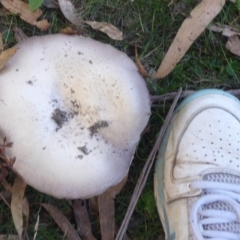 Agaricus sp. at Paddys River, ACT - 7 Apr 2019