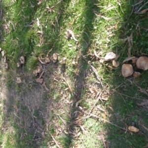 Agaricus sp. at Paddys River, ACT - 7 Apr 2019