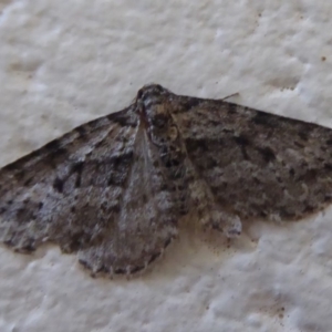 Chrysolarentia severata at Paddys River, ACT - 7 Apr 2019 02:37 PM