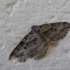 Chrysolarentia severata at Paddys River, ACT - 7 Apr 2019