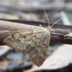 Scopula rubraria (Plantain Moth) at Paddys River, ACT - 7 Apr 2019 by Christine