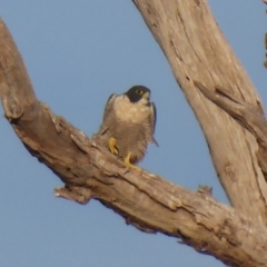 Falco peregrinus (Peregrine Falcon) at Paddys River, ACT - 7 Apr 2019 by Christine