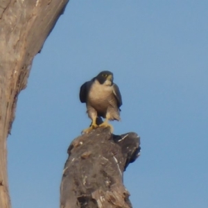 Falco peregrinus at Paddys River, ACT - 7 Apr 2019 05:15 PM