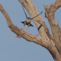 Falco peregrinus at Paddys River, ACT - 7 Apr 2019