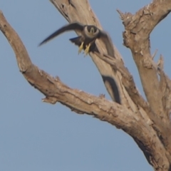 Falco peregrinus at Paddys River, ACT - 7 Apr 2019