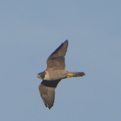 Falco peregrinus at Paddys River, ACT - 7 Apr 2019