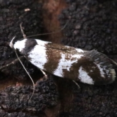 Isomoralla eriscota (A concealer moth) at Mount Ainslie - 7 Feb 2019 by jb2602