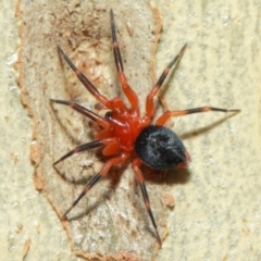 Nicodamidae (family) (Red and Black Spider) at ANBG - 7 Apr 2019 by TimL