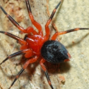 Nicodamidae (family) at Acton, ACT - 7 Apr 2019 02:12 PM