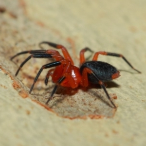 Nicodamidae (family) at Acton, ACT - 7 Apr 2019