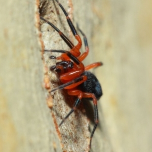 Nicodamidae (family) at Acton, ACT - 7 Apr 2019