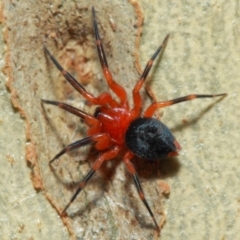 Nicodamidae (family) at Acton, ACT - 7 Apr 2019