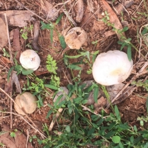 zz puffball at Hughes, ACT - 8 Apr 2019 03:00 PM