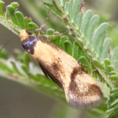 Isomoralla pyrrhoptera (A concealer moth) at Mount Ainslie - 1 Feb 2019 by jbromilow50