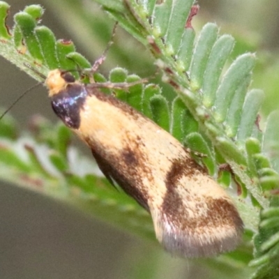 Isomoralla pyrrhoptera (A concealer moth) at Mount Ainslie - 1 Feb 2019 by jb2602