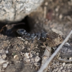 Myrmecia sp., pilosula-group (Jack jumper) at Michelago, NSW - 22 Dec 2018 by Illilanga