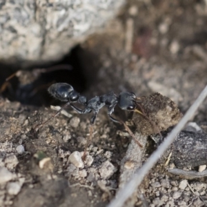 Myrmecia sp., pilosula-group at Michelago, NSW - 22 Dec 2018 04:43 PM