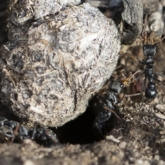 Myrmecia sp., pilosula-group at Michelago, NSW - 22 Dec 2018