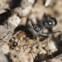 Myrmecia sp., pilosula-group at Michelago, NSW - 22 Dec 2018 04:43 PM