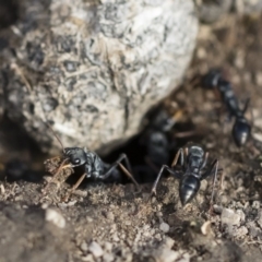 Myrmecia sp., pilosula-group at Michelago, NSW - 22 Dec 2018 04:43 PM