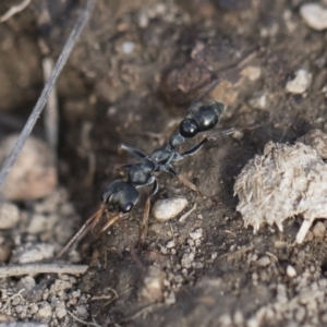 Myrmecia sp., pilosula-group at Michelago, NSW - 22 Dec 2018 04:43 PM