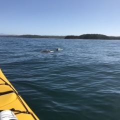 Dermochelys coriacea (Leatherback Sea Turtle) at Benandarah, NSW - 7 Apr 2019 by gdurant