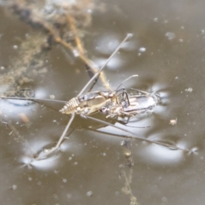 Gerridae (family) at Michelago, NSW - 17 Mar 2019 12:02 PM