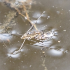 Gerridae sp. (family) (Unidentified water strider) at Michelago, NSW - 17 Mar 2019 by Illilanga
