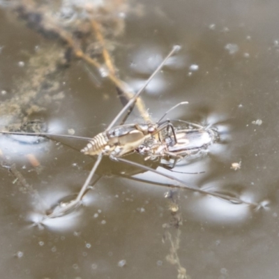 Gerridae (family) (Unidentified water strider) at Michelago, NSW - 17 Mar 2019 by Illilanga