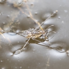 Gerridae (family) at Michelago, NSW - 17 Mar 2019 12:02 PM