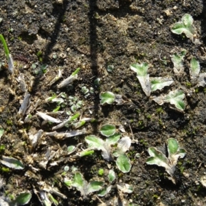 Riccia cartilaginosa at Stromlo, ACT - 7 Apr 2019