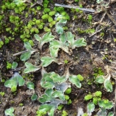 Riccia cartilaginosa at Stromlo, ACT - 7 Apr 2019